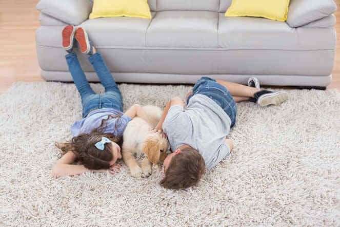 Home Carpet Cleaning