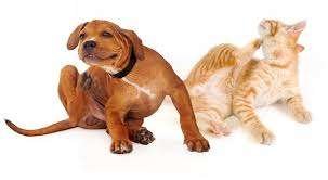 flea and tick removal va