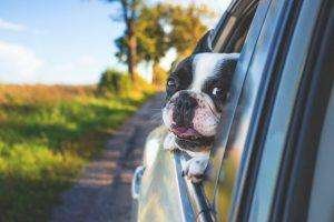 how to clean car carpet
