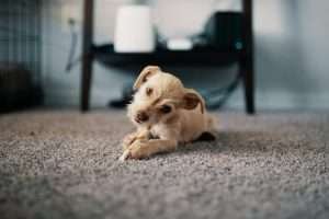 Dog and Cat Urine Odors