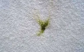 How To Get Grass Stains Out Carpet 2 how to remove grass stains