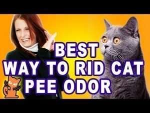 How To Get Rid of Cat Urine Odor In House