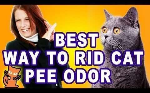 How To Get Rid of Cat Urine Odor In House