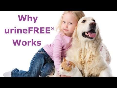 #1 Dog Urine Odor Eliminator Alexandria Va: Removes Urine Odors And Stains 12 3253 hqdefault