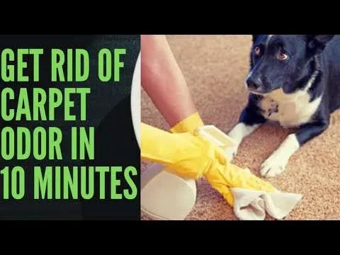 Amazingly Remove Carpet Odors Naturally With Baking Soda In 1 Night 7 3296 hqdefault