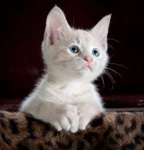 Most Effective Feline Urine Remover