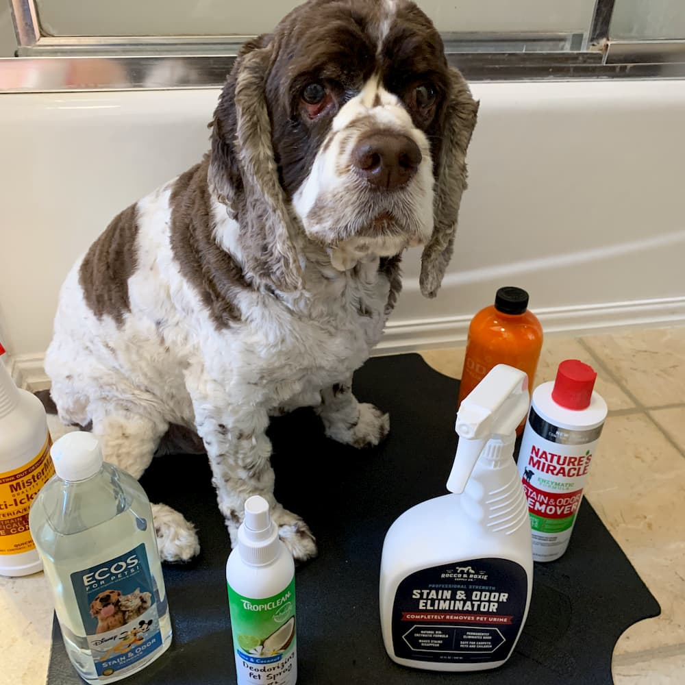Best Pet Urine Eliminator Save homeless pets