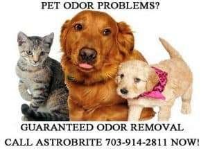 pet carpet cleaning Fairfax