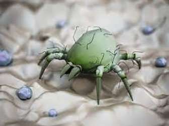 How Many Dust Mites Are In Your Bed? 13 see dust mites