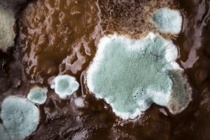 what happens if you inhale mold