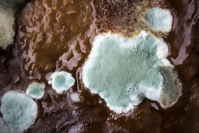 What Happens If You Inhale Mold? #1 You Die 25 what happens if you inhale mold