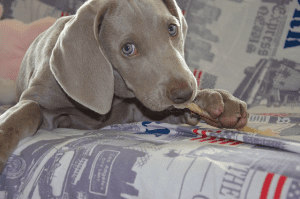get pet hair off sofa