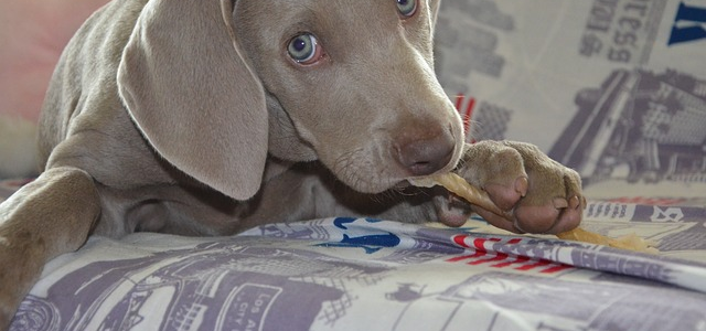 get pet hair off sofa