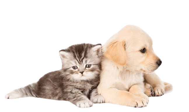 3ced0f861e841de01d1a1c9eaa3d8a0c removebg preview