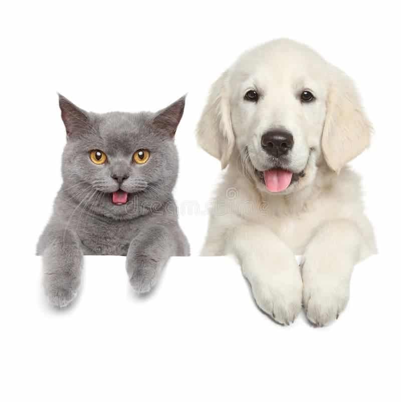 cat dog over white banner cat dog above banner isolated white background 145884242