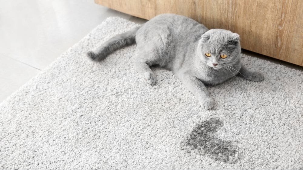 get rid of cat urine odor 1dcda928 43dc 4fce 96bc e96f02238233