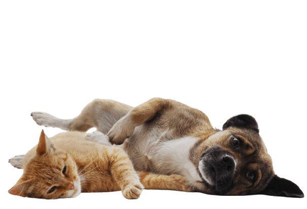 image 1776177441741 removebg preview