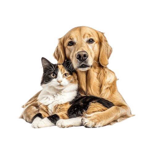 image 1776177546763 removebg preview